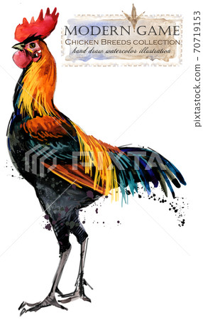 Chicken breed collection. Poultry farming. domestic farm birds hand drawn watercolor illustration. Hen. Rooster.  70719153