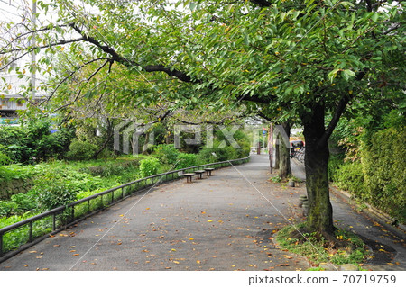 十月世田谷區24-北澤河綠色路(鎌倉橋-宮山橋) 十月世田谷區24-北澤河綠色路(鎌倉橋-宮山橋) 70719759