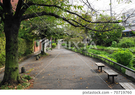 十月世田谷區241北澤河綠色路(鎌倉橋-宮前橋) 十月世田谷區241北澤河綠色路(鎌倉橋-宮前橋) 70719760