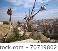 Cappadocia pot tree and pigeon 70719802
