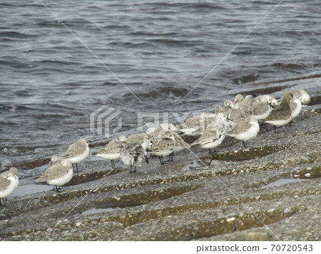 Miyubishigi feeding on the revetment of Kemigawa river Miyubishigi feeding on the revetment of Kemigawa river 70720543
