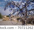 Cappadocia's centerpiece tree 70721262