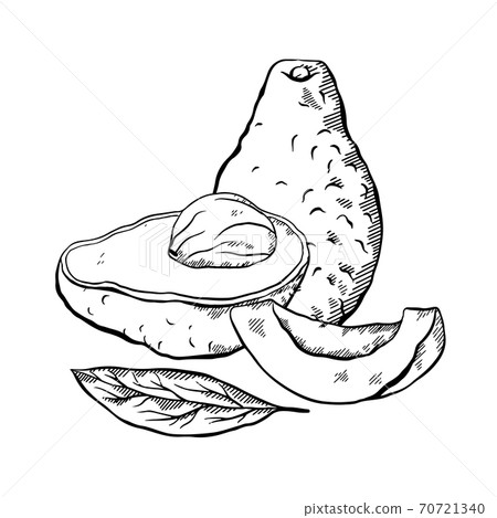 Sketch of avocados with hatching. Various elements of avocado slices with pits and leaves. Keto diet. Ingredients for Guacamole. Vector element 70721340