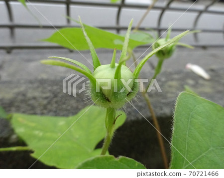 Still immature morning glory seeds Still immature morning glory seeds 70721466