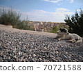 Dog resting on the slopes of Cappadocia 70721588
