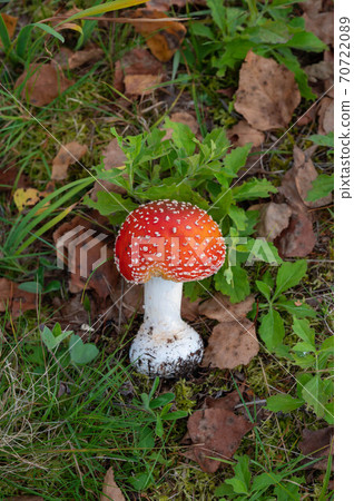 Fly agaric on the plateau 70722089