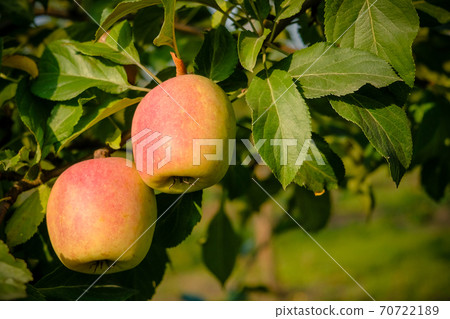 Beautiful apple trees in an apple orchard in autumn, selective focus. Apples closeup Beautiful apple trees in an apple orchard in autumn, selective focus. Apples closeup 70722189