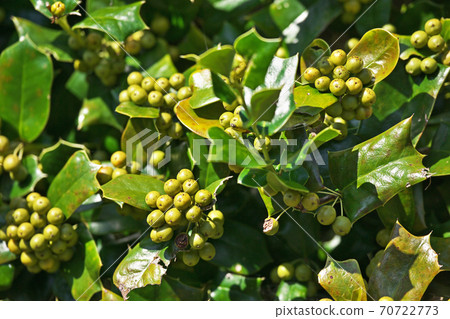 Green fruit of Ilex cornuta Green fruit of Ilex cornuta 70722773