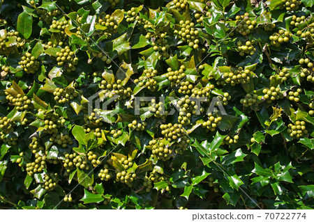 Green fruit of Ilex cornuta 70722774