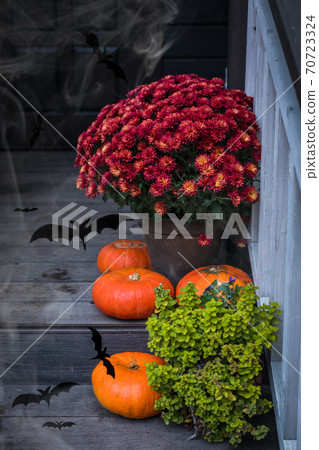 Halloween garden composition, bright orange pumpkins, colorful chrysanthemum potted, front door steps decoration 70723324