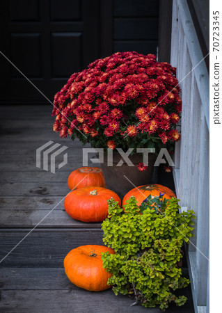 Autumn composition - bright orange pumpkins, colorful chrysanthemum potted, holiday front door steps decoration Autumn composition - bright orange pumpkins, colorful chrysanthemum potted, holiday front door steps decoration 70723345
