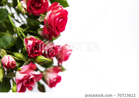 Red roses on white Red roses on white 70723622