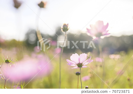 Cosmos in the back light Cosmos in the back light 70723871