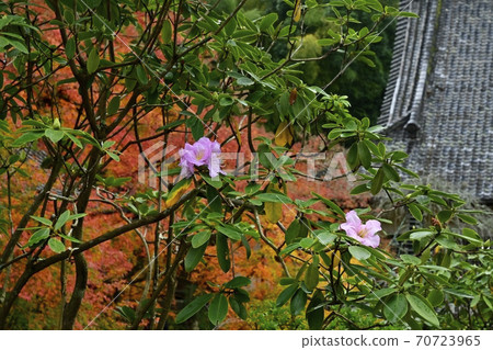 香取花在香取市坎普庫寺主殿上開花 香取花在香取市坎普庫寺主殿上開花 70723965