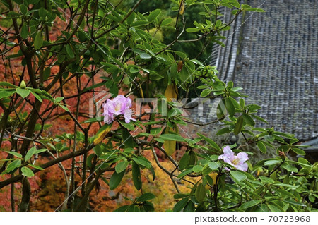 香取花在香取市坎普庫寺主殿上開花 70723968