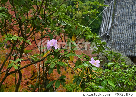香取花在香取市坎普庫寺主殿上開花 香取花在香取市坎普庫寺主殿上開花 70723970