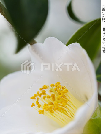One white camellia flower close-up 70724003