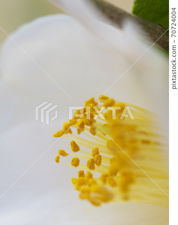 One white camellia flower close-up very close 70724004