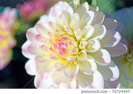 Dahlia Dahlia 70724407