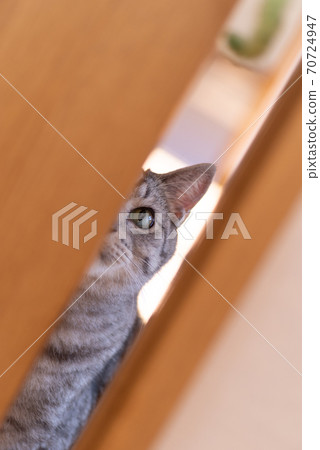 Sabatra cat peeking through the gap 70724947
