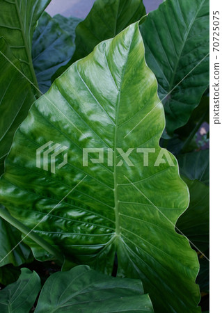 Alocasia leaves Alocasia leaves 70725075