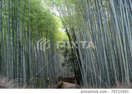 Sagano竹林路 Sagano竹林路 70725881