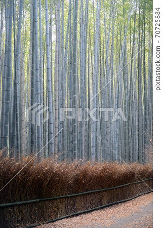 Sagano bamboo grove road Sagano bamboo grove road 70725884