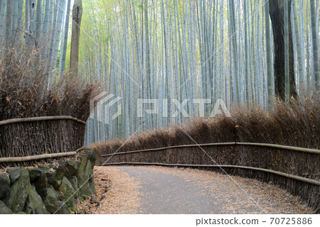 Sagano竹林路 70725886