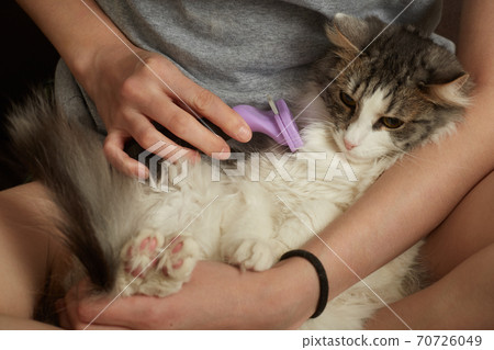 woman grooming cat woman grooming cat 70726049