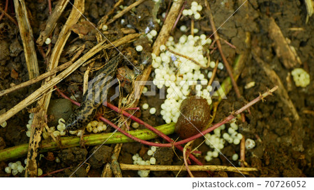 Spanish slug eggs biggest great grey leopard Limax maximus nest hatchery hatch pest Arion vulgaris egg-laying white laying snail parasitizes garden, eating plant crops. Invasive Spain parasitizes 70726052
