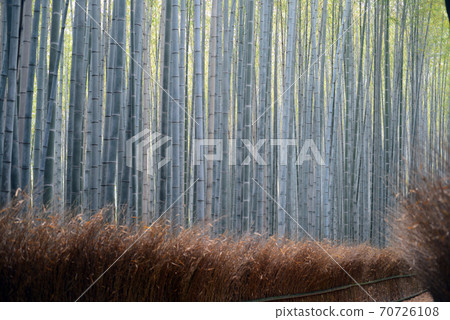 Sagano bamboo grove road Sagano bamboo grove road 70726108