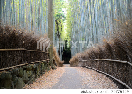 Sagano bamboo grove road Sagano bamboo grove road 70726109