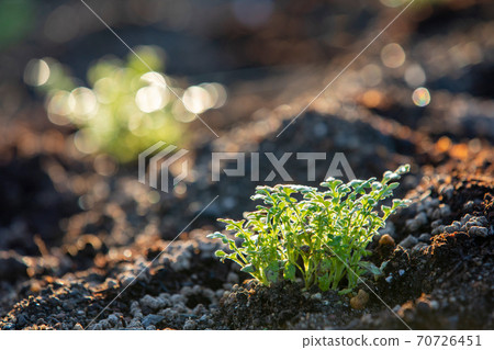 Growing flowerbed plants (nemophila) 70726451