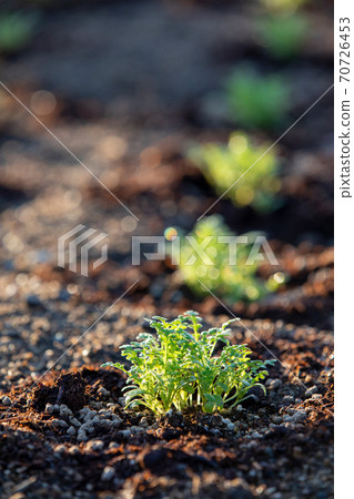 Growing flowerbed plants (nemophila) 70726453