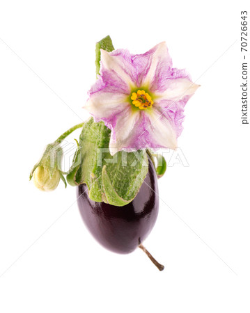 Aubergine with aubergine flower, isolated on white background. Eggplant vegetable. 70726643
