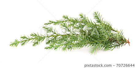 Juniper green branch, isolated on white background. Ornamental plants for landscape design. Juniper green branch, isolated on white background. Ornamental plants for landscape design. 70726644