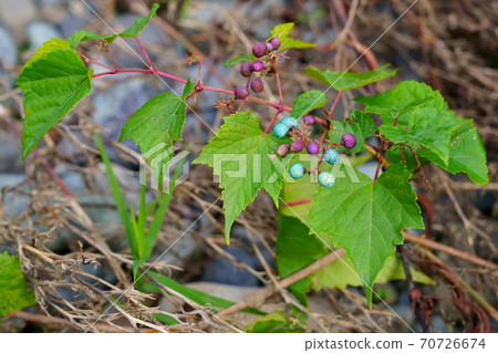 多彩的野生葡萄 70726674