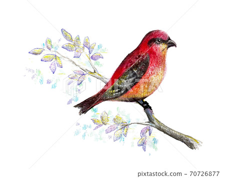 手繪atli彩色鉛筆圖 插圖素材 圖庫
