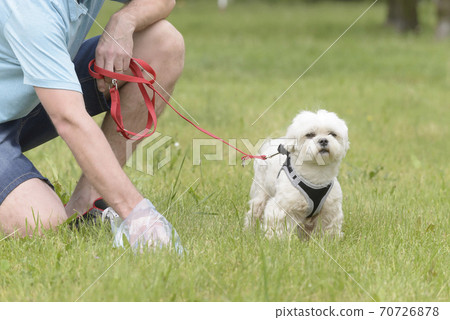 Picking up dog poop 70726878