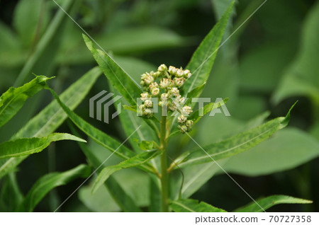 Penthorum flowers around July Penthorum flowers around July 70727358