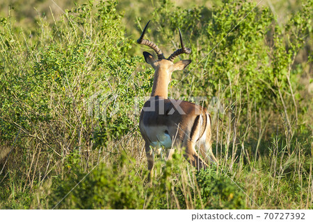 Impala , South Africa.Kruger National Park 70727392
