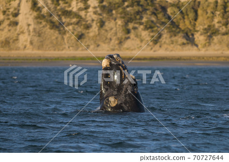 Southern Right Whale emerging and breathing 70727644