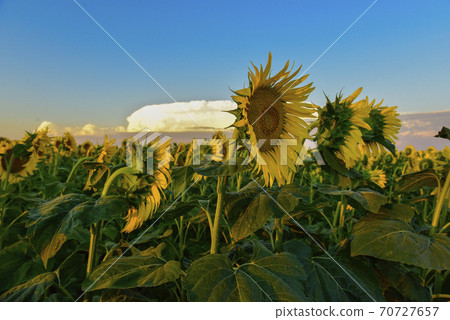 Sunflower cultivation.La Pampa Argentina 70727657