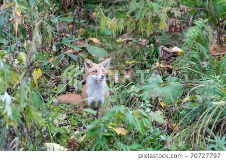北海道新雪谷的秋天北田kit 照片素材 圖片 圖庫