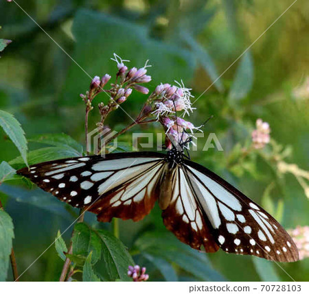 Crossing butterfly Asagi madara Crossing butterfly Asagi madara 70728103