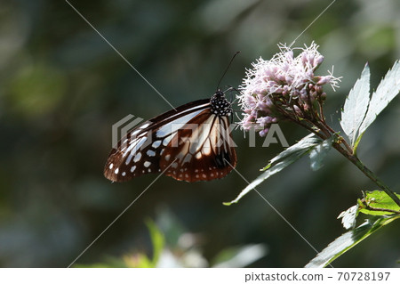 Crossing butterfly Asagi madara Crossing butterfly Asagi madara 70728197