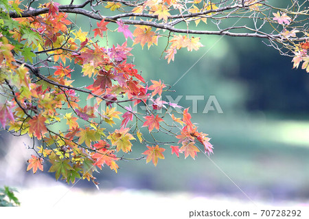 秋天的樹葉 秋天的樹葉 70728292