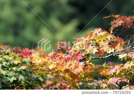 秋天的樹葉 秋天的樹葉 70728293