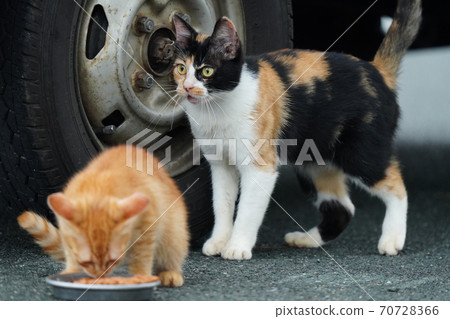 A calico cat and a younger brother, a tea tiger, live in harmony with each other. A calico cat and a younger brother, a tea tiger, live in harmony with each other. 70728366