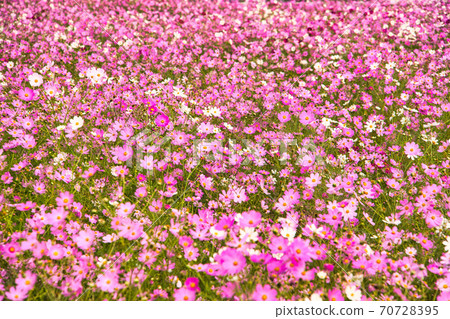 岡山縣東山市東區花田裡的波斯菊盛開的一側 70728395